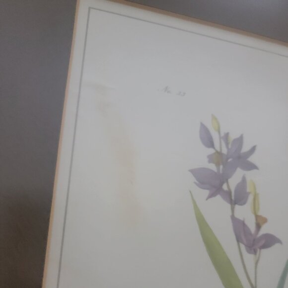 Field Bunting Print of Vintage Lithograph by JJ Audubon Matted & Framed - Picture 14 of 16